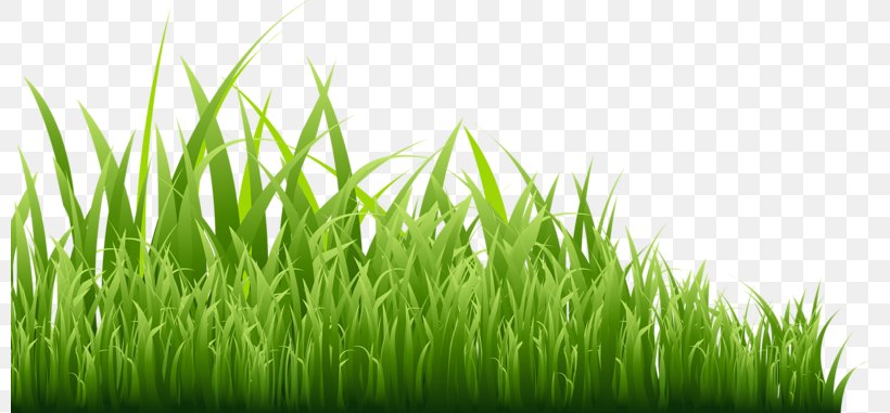 GRASS GIS Icon, PNG, 800x381px, Grass Gis, Commodity, Energy, Flower, Grass Download Free