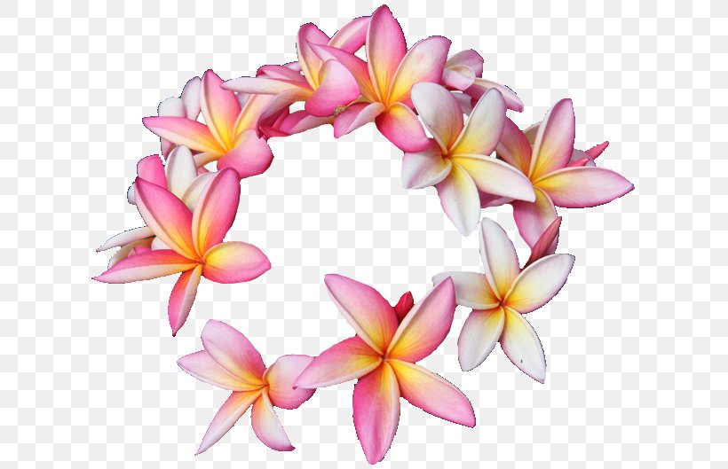 Hawaii Plumeria Rubra Cut Flowers Floral Design, PNG, 619x529px, Hawaii, Cut Flowers, Floral Design, Floral Emblem, Floristry Download Free