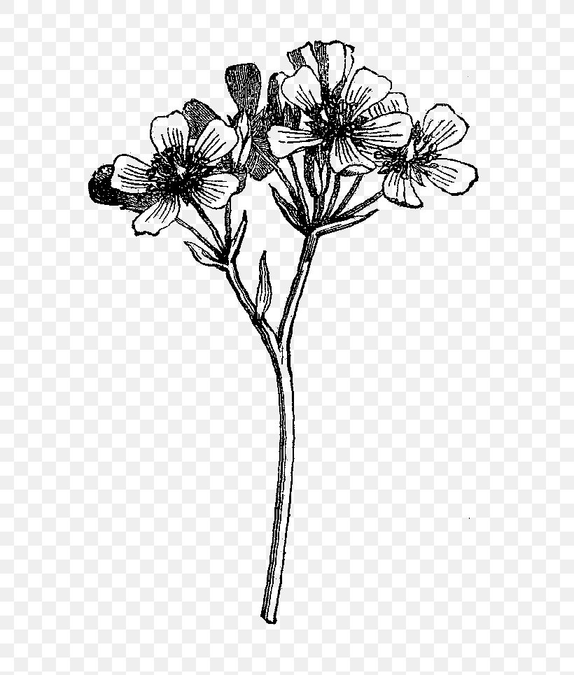 Black And White Wildflower Drawing, PNG, 710x965px, Watercolor, Cartoon, Flower, Frame, Heart Download Free