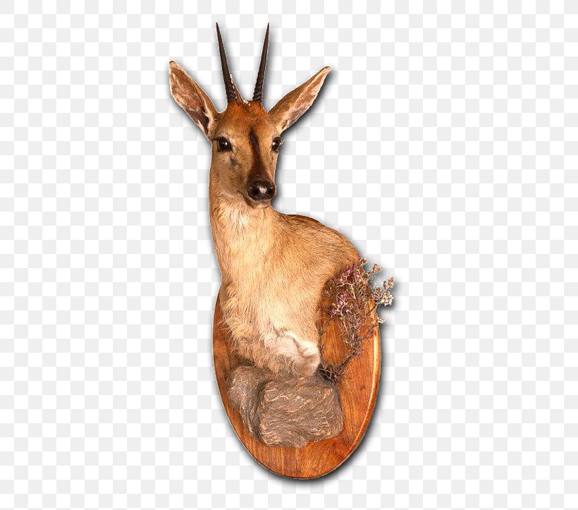 Taxidermy Deer Tanning Skull Mounts Antelope, PNG, 482x723px, Taxidermy, Antelope, Antler, Carpet, Deer Download Free
