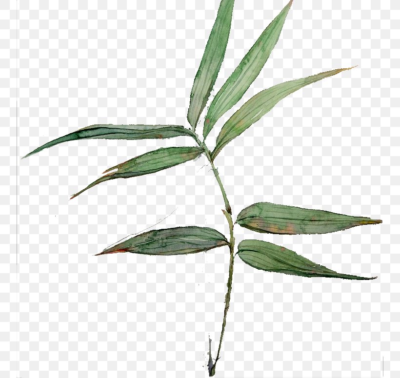 Bamboo Leaf Common Lophatherum, PNG, 752x775px, Bamboo, Common Lophatherum, Grass Family, Grasses, Green Download Free
