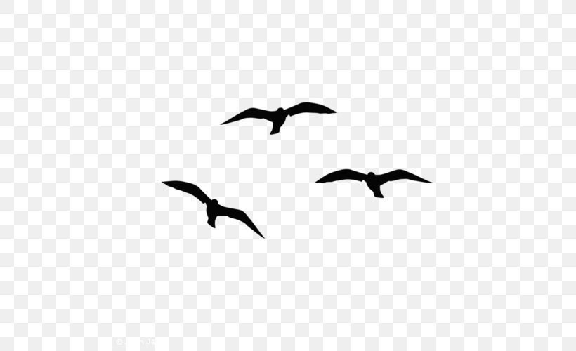 Beak Bird Migration Water Bird Human Migration Fauna, PNG, 500x500px, Beak, Animal Migration, Bird, Bird Migration, Black And White Download Free