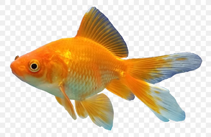 Koi Common Goldfish Black Telescope Aquarium Feeder Fish, PNG, 2213x1449px, Koi, Aquarium, Aquarium Fish, Black Telescope, Bonyfish Download Free