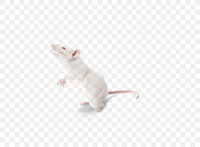 Laboratory Rat Mouse Cat Whiskers, PNG, 600x600px, Rat, Cat, Cat Like Mammal, Fauna, Laboratory Download Free