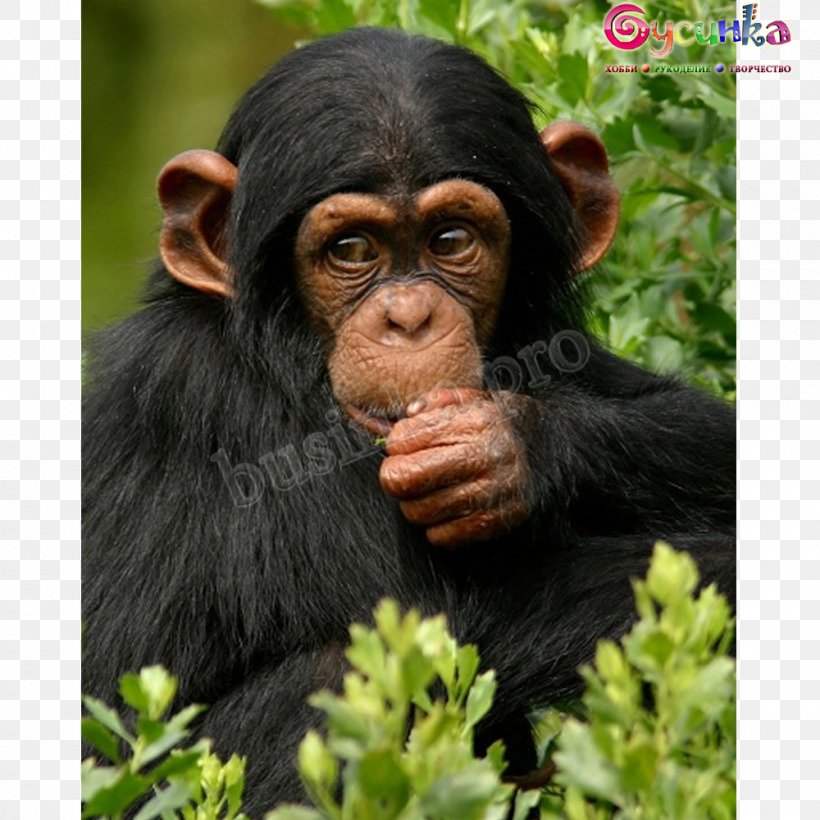 Ngamba Island Chimpanzee Sanctuary Bwindi Impenetrable National Park Gorilla Kibale National Park, PNG, 1000x1000px, Chimpanzee, Animal, Bwindi Impenetrable National Park, Common Chimpanzee, Fauna Download Free