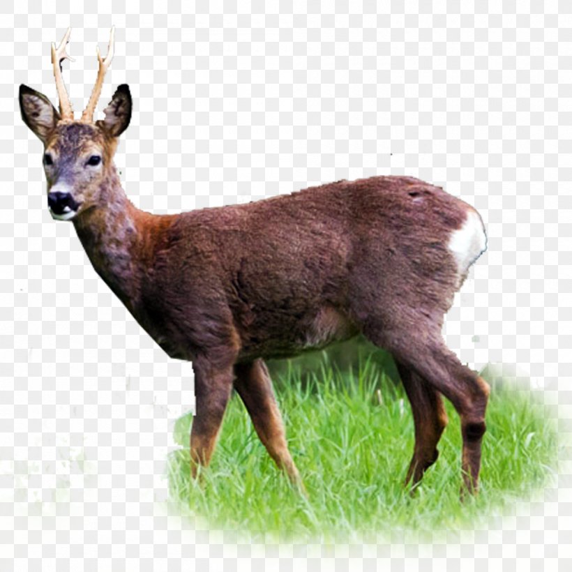 White-tailed Deer Roe Deer Red Deer Elk, PNG, 1000x1000px, Deer, Animal, Antler, Elk, Fallow Deer Download Free