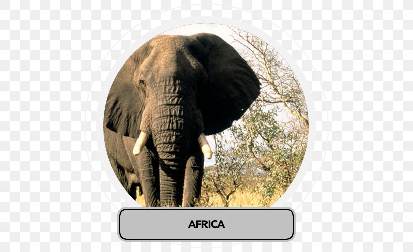 African Bush Elephant Lion Rhinoceros Elephantidae, PNG, 500x500px, African Bush Elephant, Africa, African Elephant, Big Five Game, Elephant Download Free