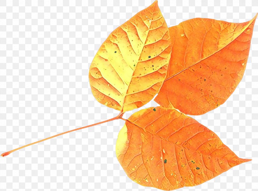 Autumn Leaves Watercolor, PNG, 1145x848px, Leaf, Autumn, Autumn Leaves, Beech, Deciduous Download Free