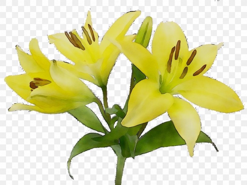 Flower Clip Art Symbolism Lily 'Stargazer', PNG, 1136x852px, Flower, Artificial Flower, Botany, Chronic Kidney Disease, Cut Flowers Download Free