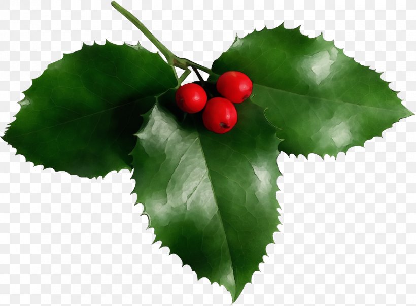 Holly, PNG, 1300x956px, Christmas Holly, American Holly, Cherry, Christmas, Flower Download Free