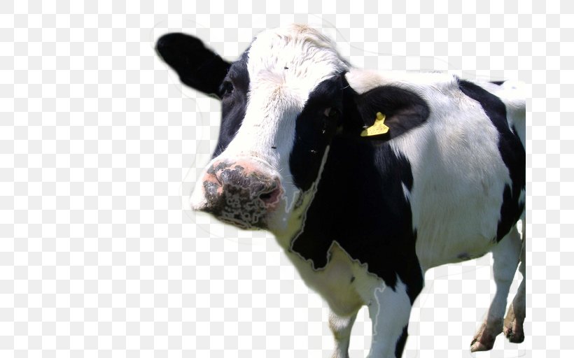 Holstein Friesian Cattle Hereford Cattle Farm Animals: Cows Dairy Farming, PNG, 682x512px, Holstein Friesian Cattle, Cattle, Cattle Like Mammal, Cow Goat Family, Cowcalf Operation Download Free