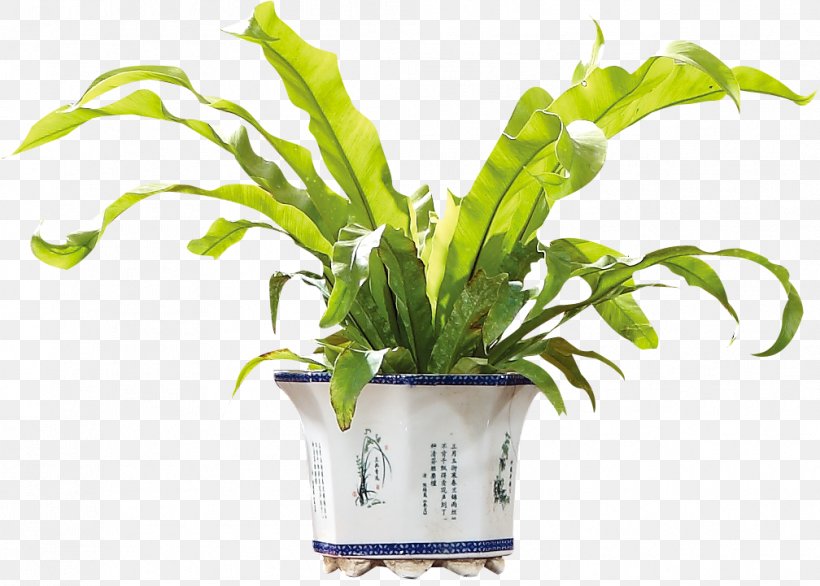 Plant Download Flower, PNG, 1008x721px, Plant, Bonsai, Flower, Flowerpot, Google Images Download Free