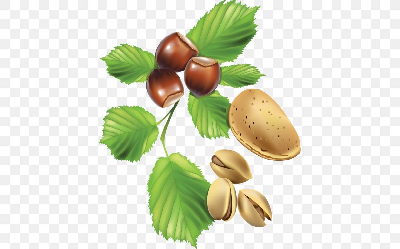 Vector Graphics Nut Illustration Image, PNG, 512x512px, Nut, Blueberry, Food, Fruit, Natural Foods Download Free