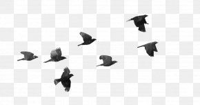 Virat Kohli - Bird Desktop Wallpaper Clip Art PNG