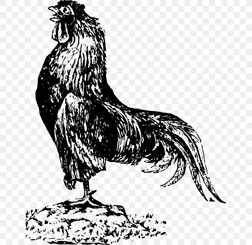 Cochin Chicken Andalusian Chicken Rooster Clip Art, PNG, 652x800px, Cochin Chicken, Andalusian Chicken, Art, Beak, Bird Download Free