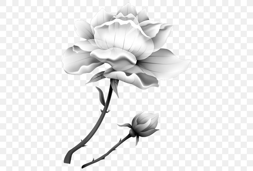 Garden Roses Flower Vegetable Clip Art, PNG, 555x555px, Garden Roses, Auglis, Black And White, Cut Flowers, Flora Download Free