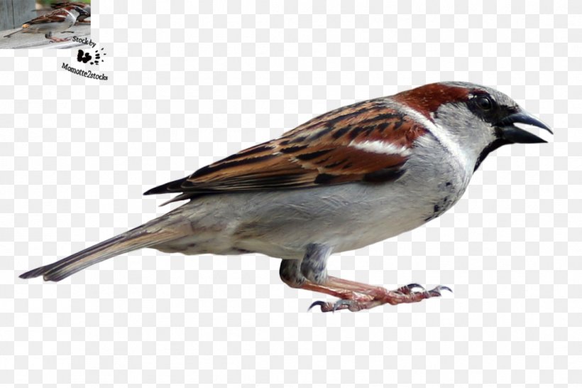 House Sparrow Bird Finch American Sparrows, PNG, 1095x730px, Sparrow, American Sparrows, Beak, Bird, Brambling Download Free
