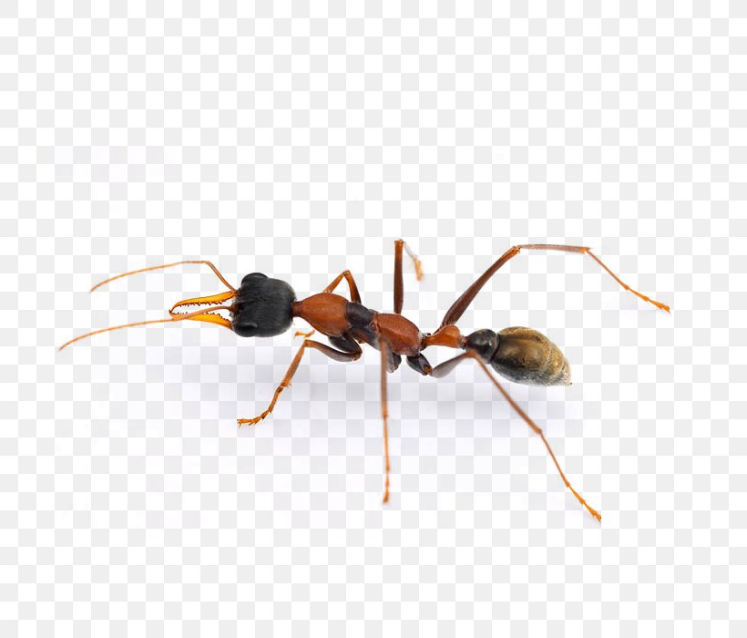 Jack Jumper Ant Cockroach Pest Termite, PNG, 700x700px, Ant, Arthropod, Bed Bug, Biology, Cockroach Download Free
