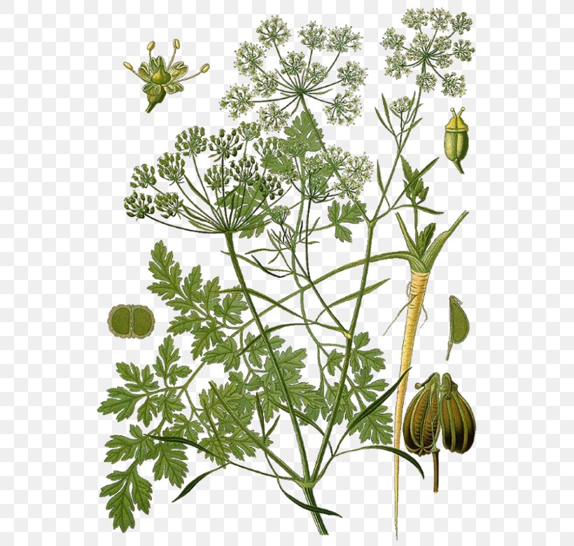Köhler's Medicinal Plants Parsley Botanical Illustration Botany Herb, PNG, 559x780px, Parsley, Angelica, Anthriscus, Apiaceae, Apiales Download Free