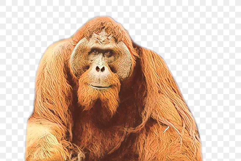 Orangutan Gorilla Monkey Fur Terrestrial Animal, PNG, 662x548px, Orangutan, Animal, Fur, Gorilla, Monkey Download Free