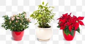 Suculent - Poinsettia Christmas Plants Flower Christmas Decoration PNG