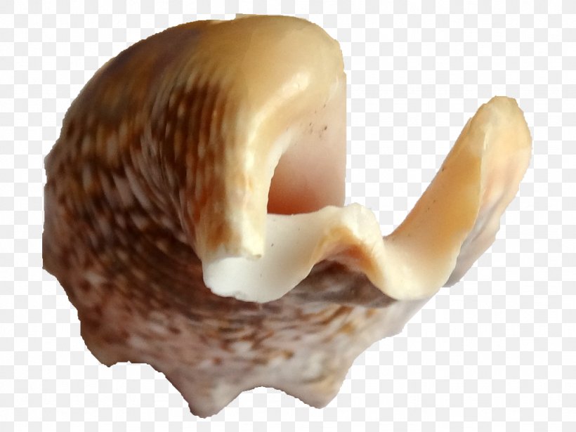 Seashell Conchology Sea Snail, PNG, 1024x768px, Seashell, Cereal, Conch, Conchology, Invertebrate Download Free