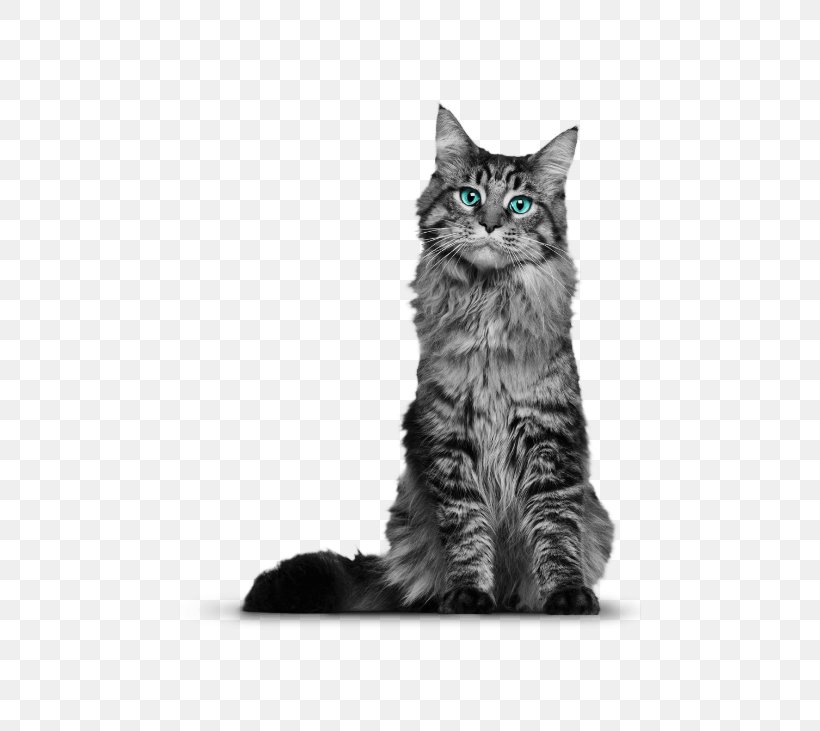 The Maine Coon Cat Himalayan Cat That Yankee Cat Siberian Cat, PNG, 463x731px, Maine Coon, American Wirehair, Black And White, Black Cat, Breed Download Free