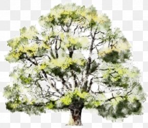 Pasture - Watercolor Painting Architecture Tree Drawing Architectural Rendering PNG
