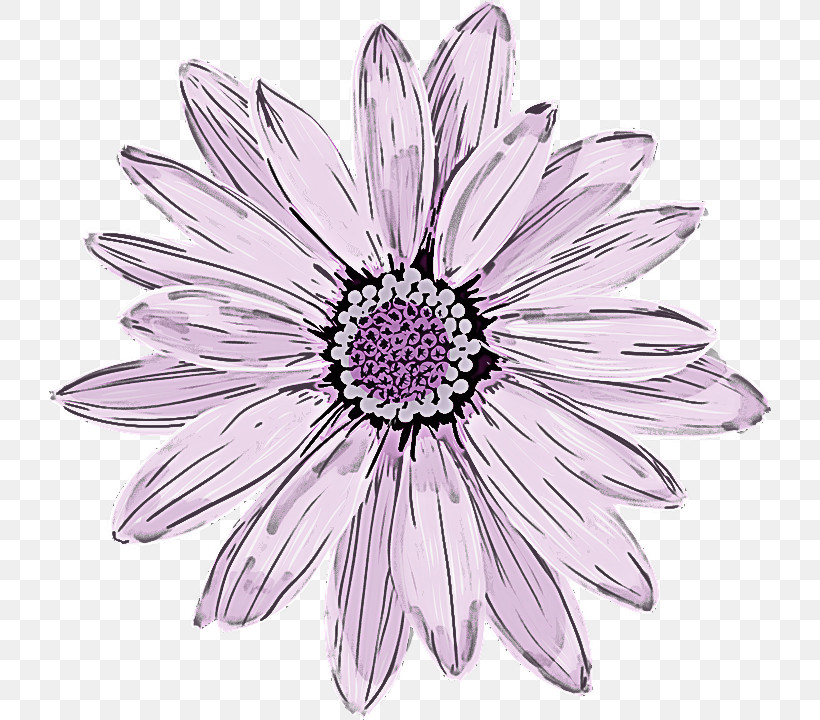 Flower Petal African Daisy Pink Plant, PNG, 722x720px, Flower, African Daisy, Blackandwhite, Gerbera, Lilac Download Free