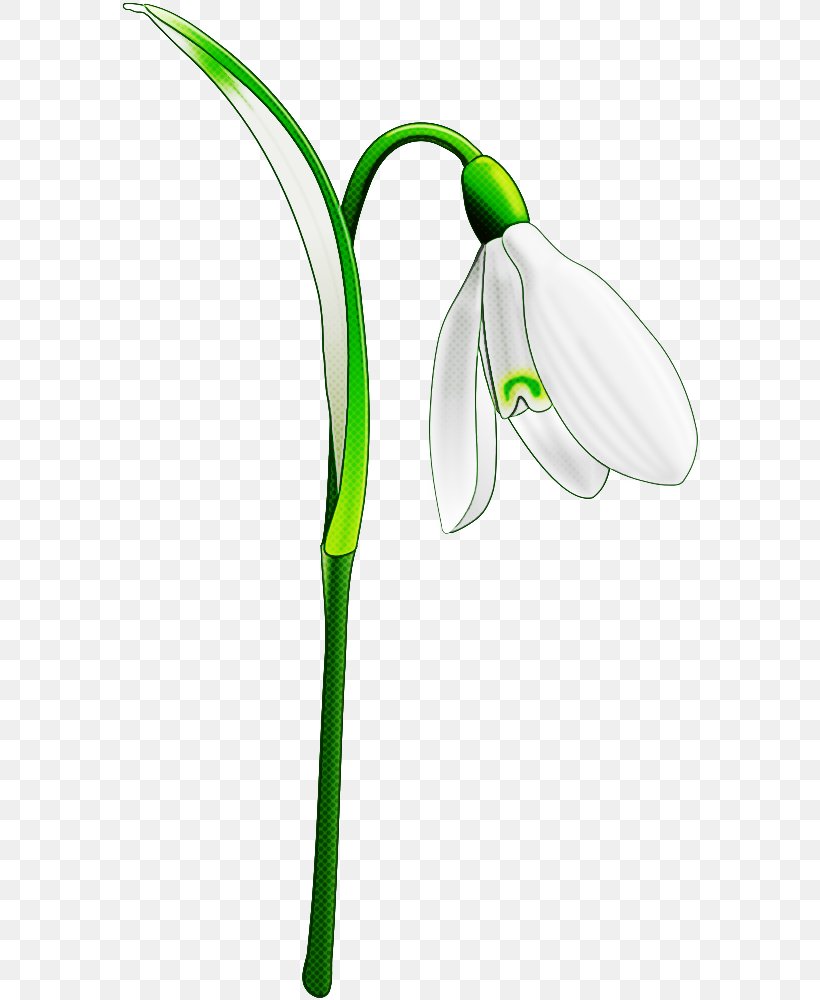 Galanthus Snowdrop Flower Green Plant, PNG, 585x1000px, Galanthus, Amaryllis Family, Flower, Flowering Plant, Green Download Free
