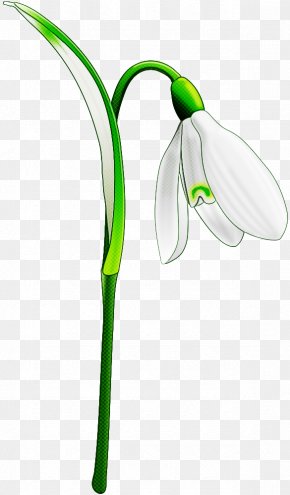 Plant Stem Amaryllis Family - Galanthus Snowdrop Flower Green Plant PNG