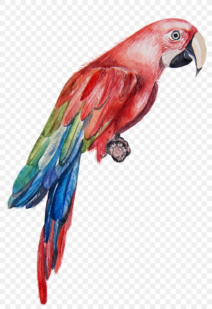 Macaw Parrot Bird Watercolor Painting, PNG, 1024x1497px, Macaw, Acrylic Paint, Art, Beak, Bird Download Free