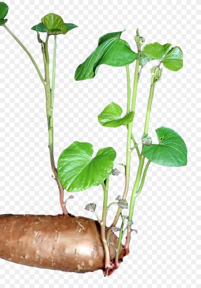 Plant Stem Leaf Flowerpot Herb Plants, PNG, 1004x1440px, Plant Stem, Biology, Flowerpot, Herb, Leaf Download Free