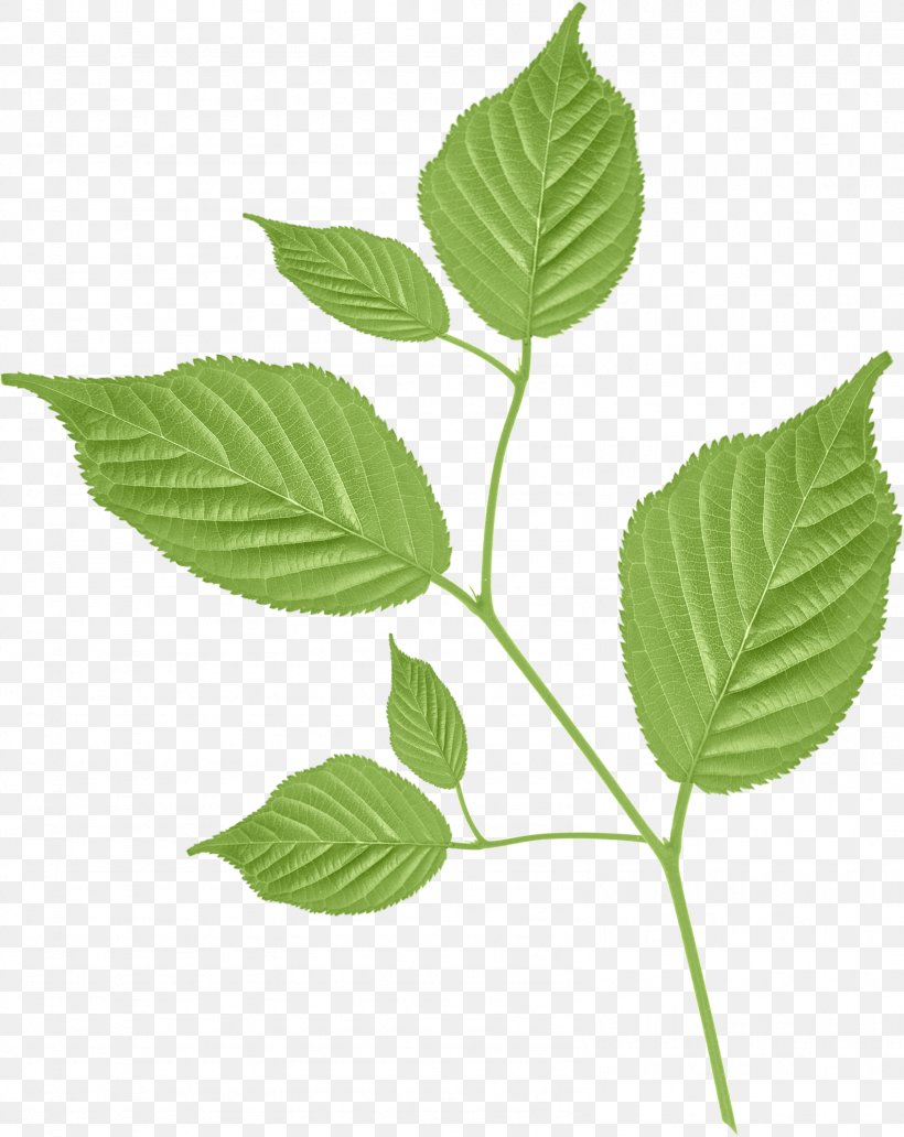 Leaf Petal Branch Clip Art, PNG, 1588x2000px, Leaf, Abscission, Branch, Flower, Green Download Free