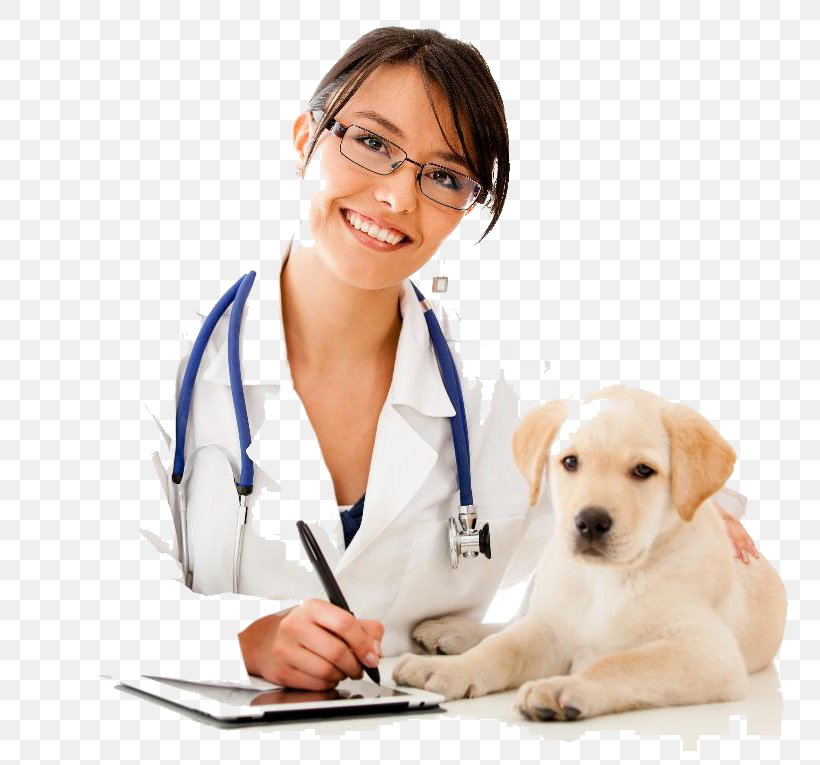 Pet Sitting Puppy Cat Shar Pei Veterinarian, PNG, 800x765px, Pet Sitting, Carnivoran, Cat, Companion Dog, Dog Download Free
