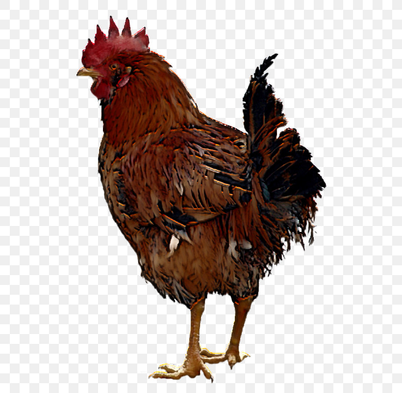 Rooster Fowl Landfowl Giriraja Birds, PNG, 800x800px, Rooster, Beak, Birds, Chicken, Comb Download Free