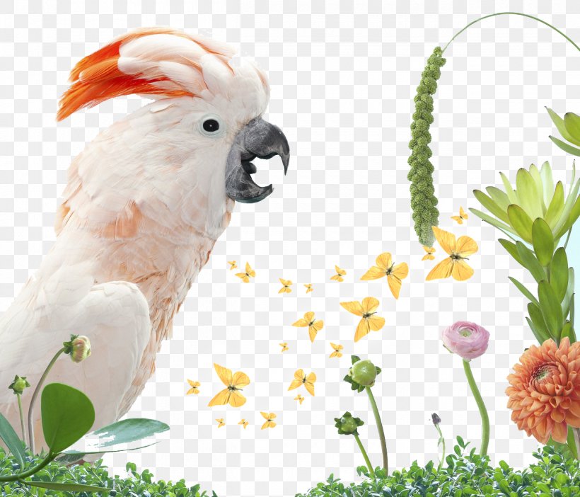 Bird Parrot Columbidae White Cockatoo, PNG, 1260x1080px, Bird, Animal, Beak, Bird Supply, Birdofparadise Download Free