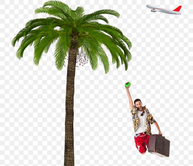 Coconut Tree Cartoon, PNG, 727x707px, Hotel, Arecales, Beach, Carol And Tayfuns Boat Trips, Coconut Download Free