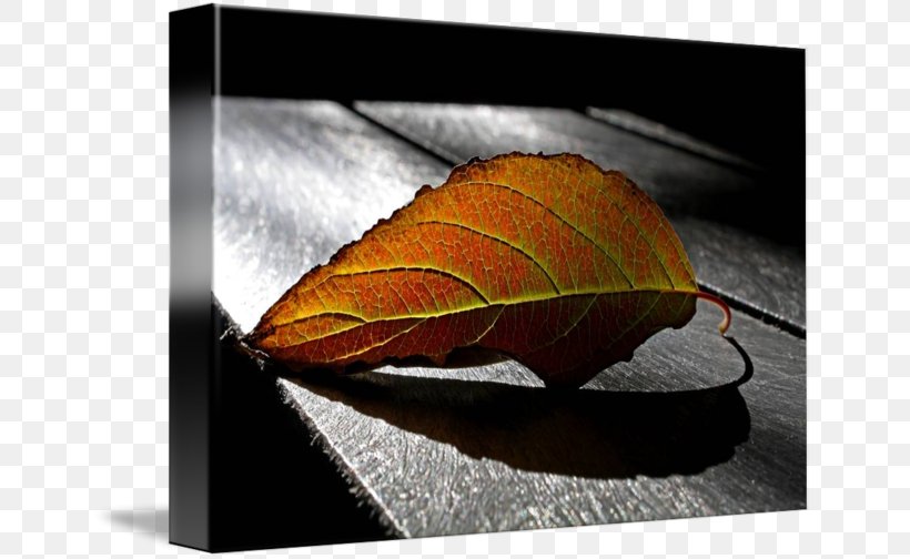 Leaf, PNG, 650x504px, Leaf Download Free