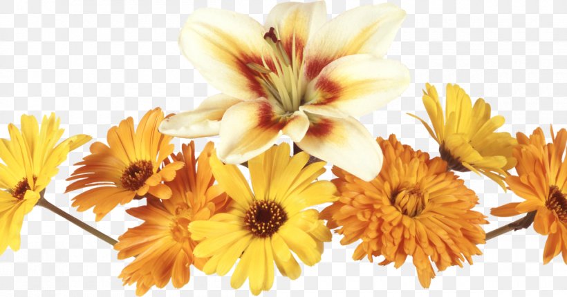 Flower Photography Clip Art, PNG, 1200x630px, Flower, Chrysanths, Common Sunflower, Cut Flowers, Daisy Download Free