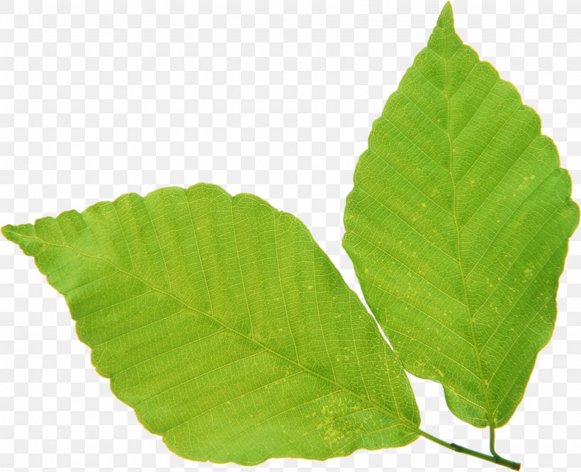 Leaf Green Vascular Bundle, PNG, 1023x832px, Leaf, Color, Color Model, Green, Information Download Free
