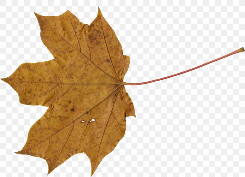 Maple Leaf, PNG, 1377x1000px, Leaf, Canada, Digital Media, Maple, Maple Leaf Download Free