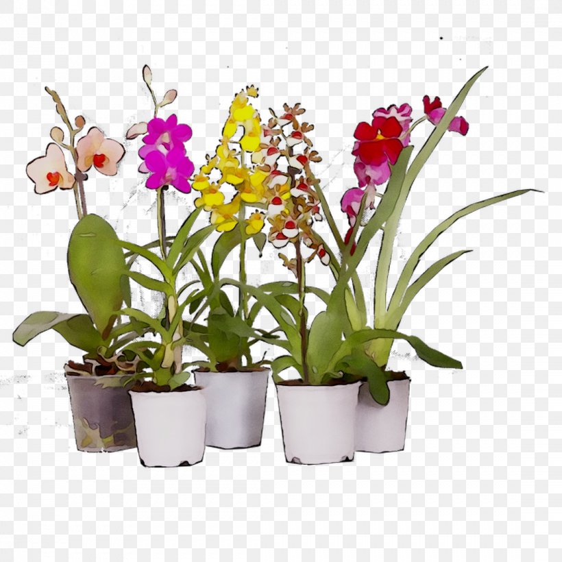 Moth Orchids Cattleya Orchids Flowerpot Cut Flowers, PNG, 1107x1107px, Moth Orchids, Cattleya, Cattleya Orchids, Cut Flowers, Dendrobium Download Free