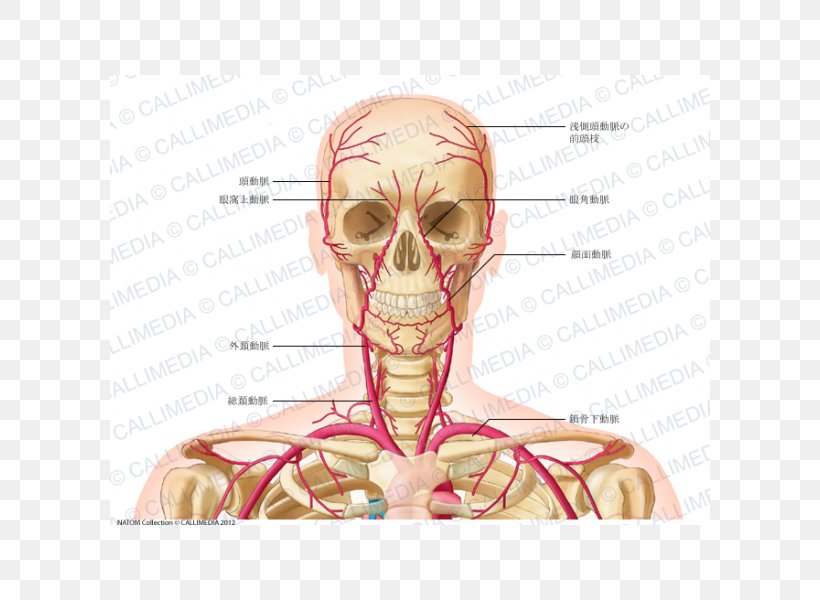 Head And Neck Anatomy Common Carotid Artery Vein, PNG, 600x600px, Watercolor, Cartoon, Flower, Frame, Heart Download Free