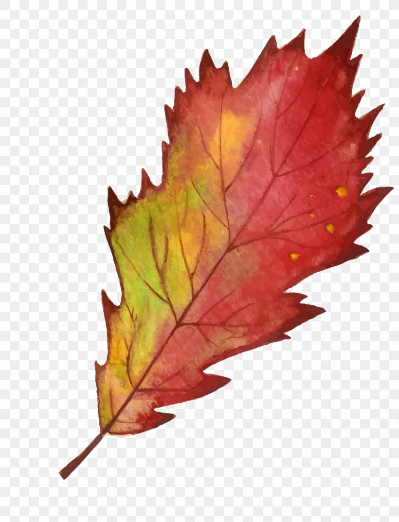 Maple Leaf Autumn, PNG, 869x1137px, Maple Leaf, Autumn, Autumn Leaf Color, Deciduous, Leaf Download Free