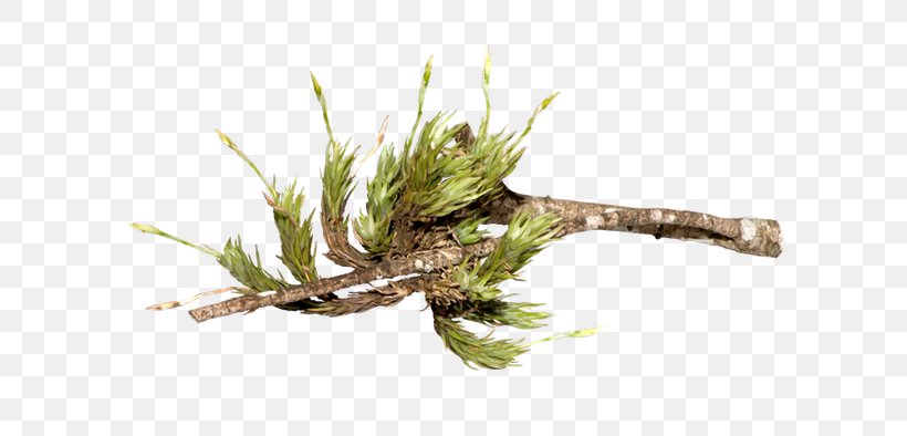 Tree Image Download Trunk, PNG, 700x394px, Tree, Branch, Drawing, Grass, Grass Family Download Free