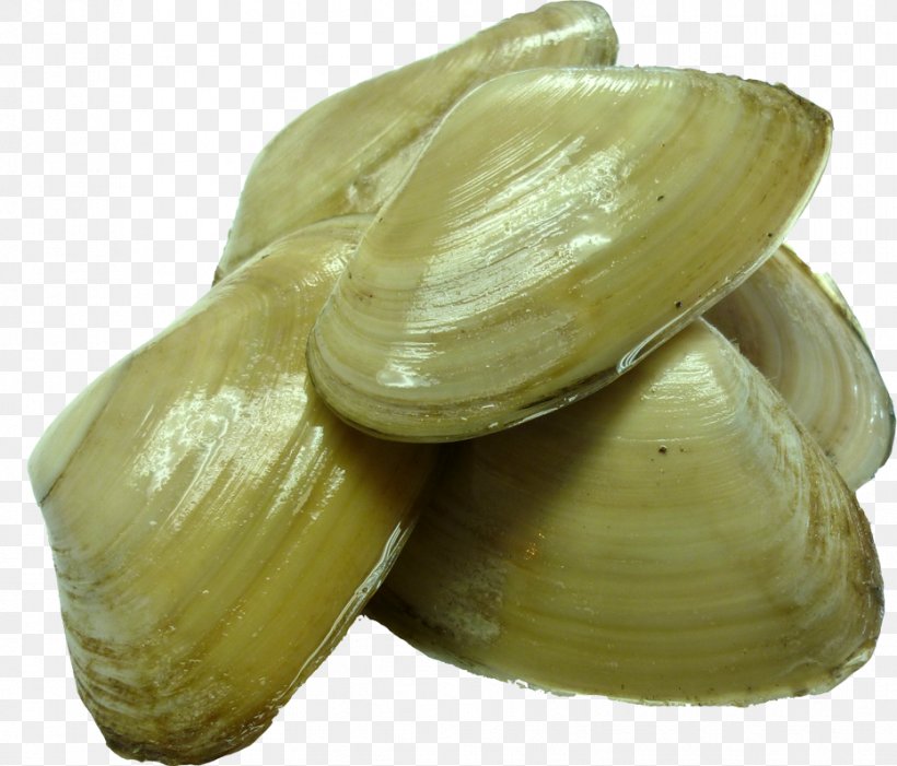 Clam New Zealand Cockle Pacific Geoduck Tuatua, PNG, 931x797px, Clam, Animal Source Foods, Clams Oysters Mussels And Scallops, Cockle, Cooking Download Free