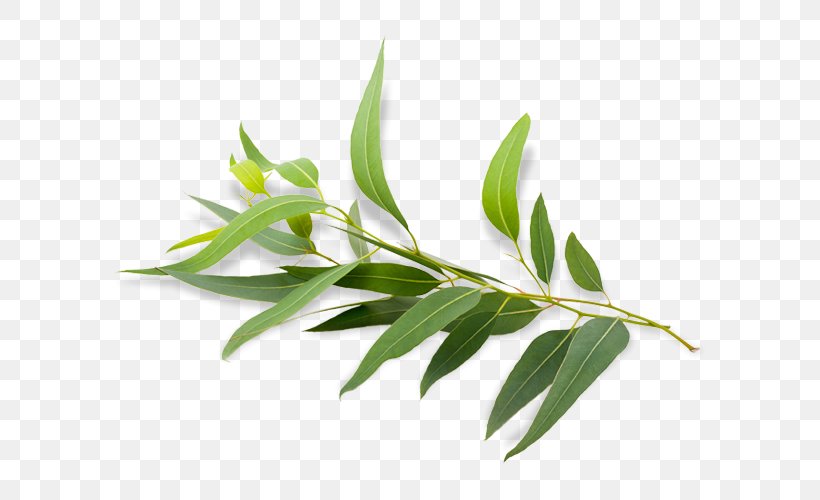 Eucalyptus Radiata Eucalyptus Polybractea Eucalyptus Oil Essential Oil, PNG, 650x500px, Eucalyptus Radiata, Antimicrobial, Antiseptic, Bark, Branch Download Free