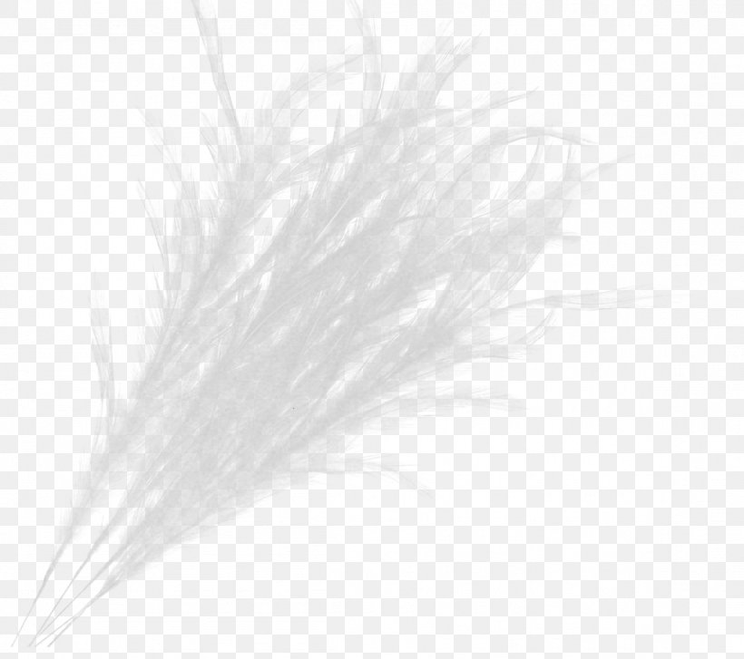 Feather White, PNG, 1154x1024px, Feather, Black And White, Grass, Quill, White Download Free