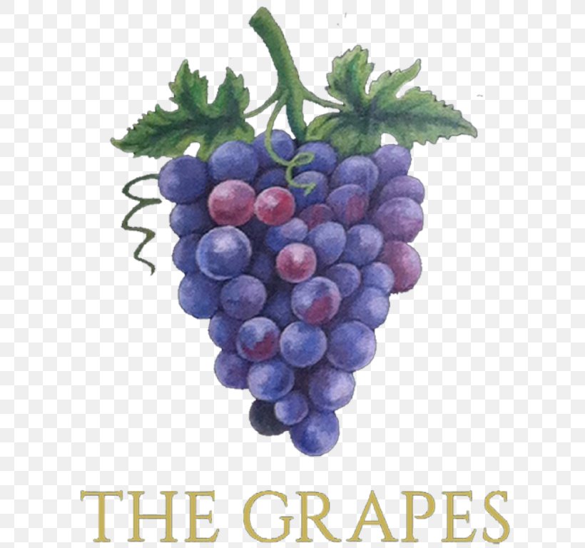 Muscadine Grape Wine Kyoho Sultana, PNG, 768x768px, Grape, Amazon Grape, Berry, Bilberry, Flowering Plant Download Free